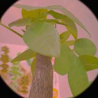 き お 𓆛𓈒𓏸︎︎︎︎  🅗-YUME日和-島谷ひとみ