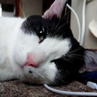 🐮なおなお🐮-ドライフラワー-優里