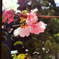 ひめりん-さくらさくら-芹洋子