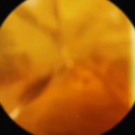 𝚁𝚒𝚣𝚣𓂂-金木犀-なとり