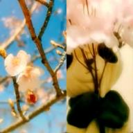 ゆみち🐰🤍🐼(White-さくら(独唱)-森山直太朗