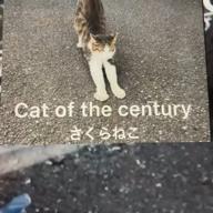 🧷さくらねこ-オリジナル-