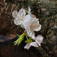 🐦ぺねろーぷ💙-人生の扉-竹内まりや
