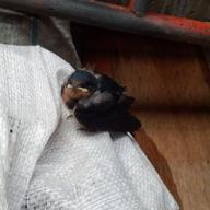 ちゃりり-ケセラセラ-Mrs. GREEN APPLE