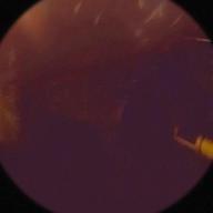 ゆ〜び.-いつの日も-阿部真央