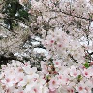 🍎rin♪🐈🍏南関東🌸-薔薇のように咲いて 桜のように散って-松田聖子