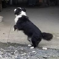 よしおー-雪の華-徳永英明