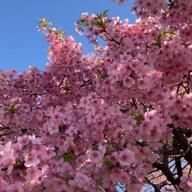 🍎rin♪🐈🍏南関東🌸-桜色舞うころ-中島美嘉