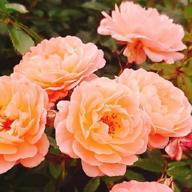 よっちゃん@ストレス度で出没-ノーチラス-ヨルシカ