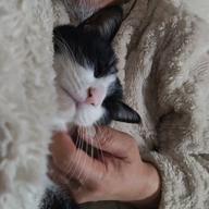 gintaro-真夏の果実-サザンオールスターズ