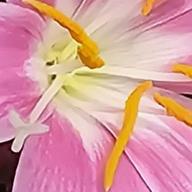 よっしぃ-罪と罰-椎名林檎