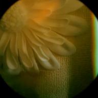 岩下選手の新生姜🫚-冬のファンタジー-カズン