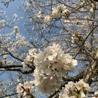 🍎rin♪🐈🍏南関東🌸-花は桜 君は美し-いきものがかり