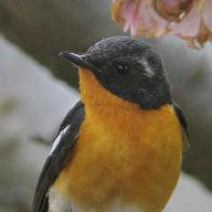 ムギマキ-十七歳の地図[SEVENTEEN'S MAP]-尾崎豊