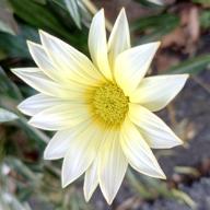 かるーあ🌹@🥚811-この場所で出会えたから《レコおと》-Airi