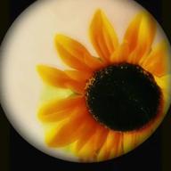 🍊みかん🍊感謝です-ひまわり-Kiroro