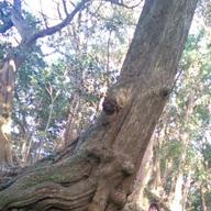 たみー🛸👾👽-CHEAP HIPPIES-レベッカ