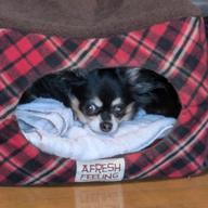 🦔🧸とーくん🍀📸👒-涙のBirthday-ハウンド・ドッグ