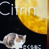 🧷さくらねこ⏰23時30分〜-オリジナル-