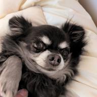 🦔🧸とーくん🍀📸👒-トワイライト -夕暮れ便り--中森明菜