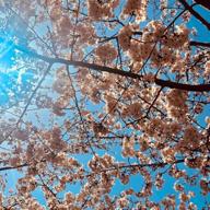 🐣ヨッピピ🐥-鉄腕アトム-コロムビアゆりかご会