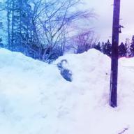 ☃️🍱YA-KO🌵🕶🌵-レディメイド-Ado