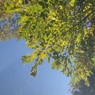 つちのふえ-『いちご白書』をもう一度-バンバン