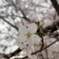 ウタウイヌ🍊🐾23日決勝🌸-桜の時-aiko