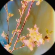 ⠀⠀⠀⠀⠀ ᶻ 𝗓 𐰁-歌鳥風月-Aimer