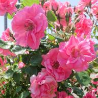 かるーあ🌹@🥚811-絆-Galneryus