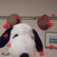 mimimi✨-にんげんっていいな-中島義実/ヤング・フレッシュ