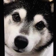🐶🤯shi-ba🐶-Answer-HY