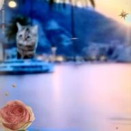 🧷さくらねこ【毎晩25時〜】-Wherever you are-ONE OK ROCK