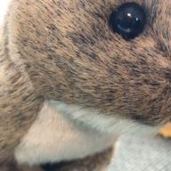 punimaru-花-オレンジレンジ