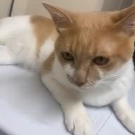 Roca-カブトムシ-aiko