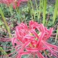 姫ちゃん-曼珠沙華-山口百恵