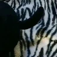 かまきり男👽-勝手にしやがれ-沢田研二