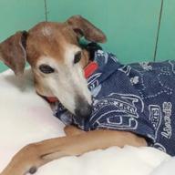 にゃん丸-君のそばにいるよ-MISIA