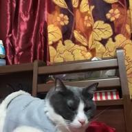 Juna💋-LAST CHRISTMAS(PUDDING MIX)-WHAM!