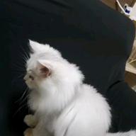 kuronowaさん-ボッカデラベリタ-柊キライ