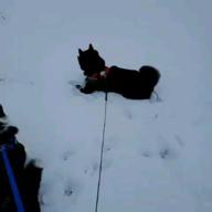 🍷黒柴やま丼(ある中)🐹-大空と大地の中で-松山千春