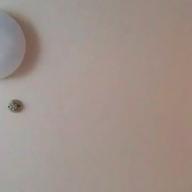 milktea-碧いうさぎ-酒井法子