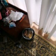 ブルーベリー㊛-プロローグ-Uru