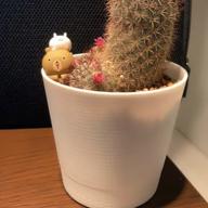 (  ˙∞˙  )-サボテン-ポルノグラフィティ