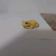 komatsuna-ハロー-AJISAI