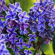 たーたた🍥-LOVE SONG-CHAGE&ASKA