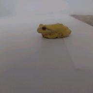 komatsuna-おはよう。-Keno