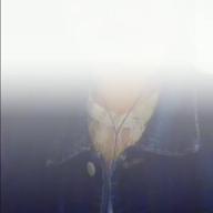 ひまわり-かくしん的☆めたまるふぉ～ぜっ!-土間うまる(CV:田中あいみ)