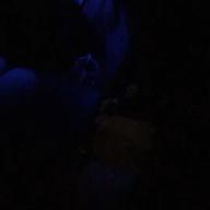 SWAN-糸-中島みゆき