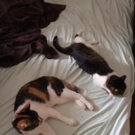 satsko_-HIGH PRESSURE-T.M.Revolution